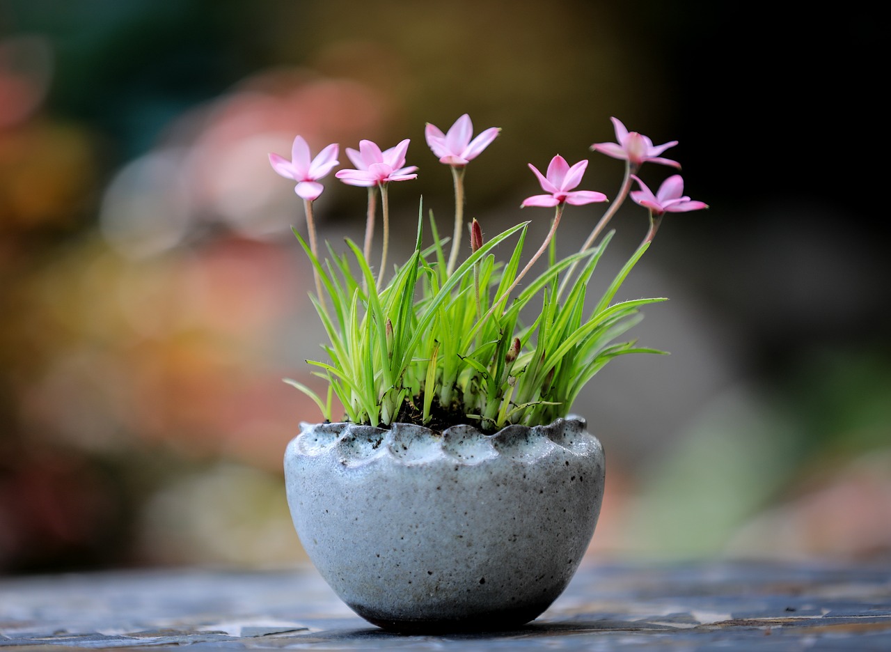 Principles of Bonsai Design and Care